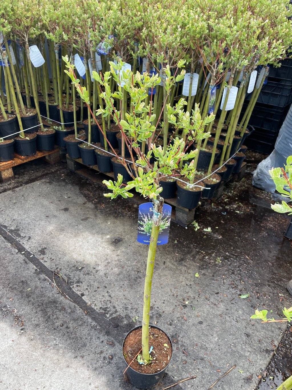 Salix integra 'Hakuro-nishiki' - 60 CM Stem C3